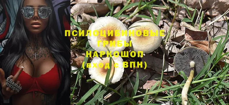 Галлюциногенные грибы Magic Shrooms  kraken   Грязовец  где найти  